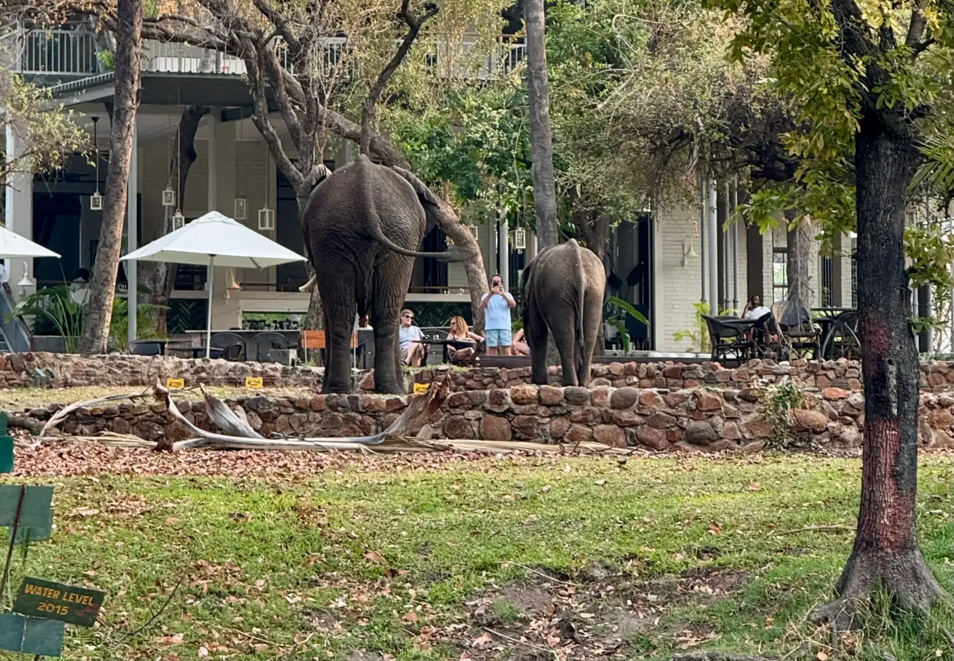 Elephants at lodge