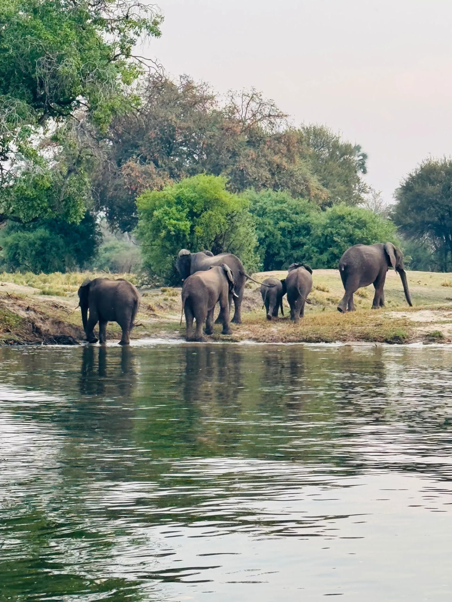 elephants by water